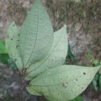 Elatostema heyneanum (Wedd.) Hallier f.